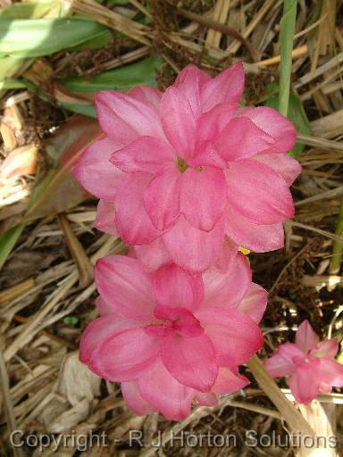 Heliconia pink_2 